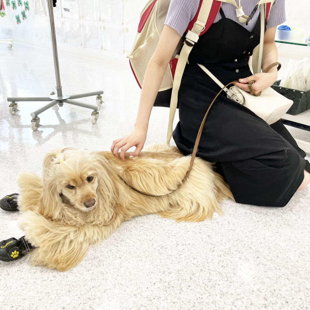 カルメちゃんの里帰り♪